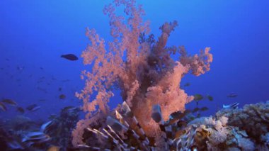 Mercan Bahçesi Deniz Aslanı. Mercan bahçesi deniz manzarası. Mavi su arka planı. Mavi turkuaz deniz suyu dalgaları. Renkli tropikal mercan resifleri.