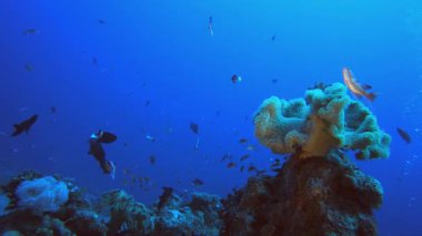 Mercan Bahçesi Deniz Burnu. Mercan bahçesi deniz manzarası. Mavi su arka planı. Mavi turkuaz deniz suyu dalgaları. Renkli tropikal mercan resifleri.