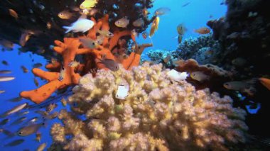 Mercan Bahçesi Su altı Cam Balığı. Mercan bahçesi deniz manzarası. Mavi su arka planı. Mavi turkuaz deniz suyu dalgaları. Renkli tropikal mercan resifleri.
