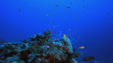 Mercan Bahçesi Canlı Balığı. Mercan bahçesi deniz manzarası. Mavi su arka planı. Mavi turkuaz deniz suyu dalgaları. Renkli tropikal mercan resifleri.