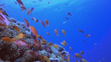 Mercan Kayalıkları ve Su Altında Balıklar. Mercan bahçesi deniz manzarası. Mavi su arka planı. Mavi turkuaz deniz suyu dalgaları. Renkli tropikal mercan resifleri.