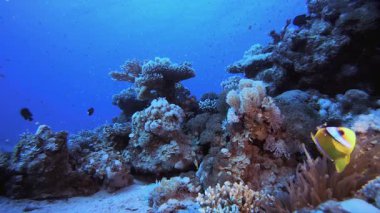 Mercan Kayalıkları ve Su Altında Balıklar. Mercan bahçesi deniz manzarası. Mavi su arka planı. Mavi turkuaz deniz suyu dalgaları. Renkli tropikal mercan resifleri.