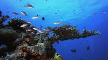 Mercan resifi ve Tropikal Balık. Mercan bahçesi deniz manzarası. Mavi su arka planı. Mavi turkuaz deniz suyu dalgaları. Renkli tropikal mercan resifleri.