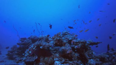 Mercan resifi ve Tropikal Balık. Mercan bahçesi deniz manzarası. Mavi su arka planı. Mavi turkuaz deniz suyu dalgaları. Renkli tropikal mercan resifleri.
