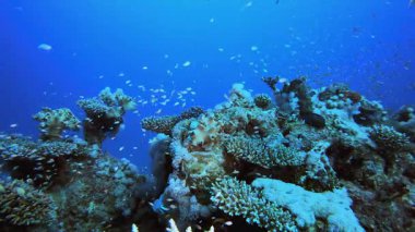 Mercan resifi ve Tropikal Balık. Mercan bahçesi deniz manzarası. Mavi su arka planı. Mavi turkuaz deniz suyu dalgaları. Renkli tropikal mercan resifleri.