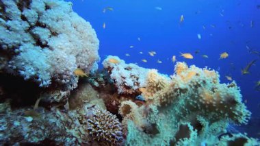 Mercan resifi ve Tropikal Balık. Mercan bahçesi deniz manzarası. Mavi su arka planı. Mavi turkuaz deniz suyu dalgaları. Renkli tropikal mercan resifleri.