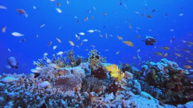 Mercan resifi sualtı palyaço balığı. Mercan bahçesi deniz manzarası. Mavi su arka planı. Mavi turkuaz deniz suyu dalgaları. Renkli tropikal mercan resifleri.