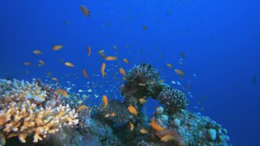 Mercan resifi sualtı balığı. Mercan bahçesi deniz manzarası. Mavi su arka planı. Mavi turkuaz deniz suyu dalgaları. Renkli tropikal mercan resifleri.