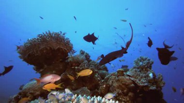 Mercan resifi sualtı balığı. Mercan bahçesi deniz manzarası. Mavi su arka planı. Mavi turkuaz deniz suyu dalgaları. Renkli tropikal mercan resifleri.