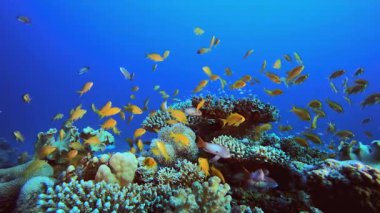 Mercan resifi sualtı balığı. Mercan bahçesi deniz manzarası. Mavi su arka planı. Mavi turkuaz deniz suyu dalgaları. Renkli tropikal mercan resifleri.