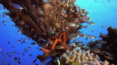 Mercan resifi sualtı balığı. Mercan bahçesi deniz manzarası. Mavi su arka planı. Mavi turkuaz deniz suyu dalgaları. Renkli tropikal mercan resifleri.