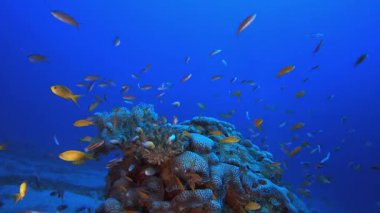 Mercan resifi sualtı balığı. Mercan bahçesi deniz manzarası. Mavi su arka planı. Mavi turkuaz deniz suyu dalgaları. Renkli tropikal mercan resifleri.
