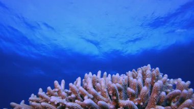 Mercan Kayalıkları Mavi Deniz. Mercan bahçesi deniz manzarası. Mavi su arka planı. Mavi turkuaz deniz suyu dalgaları. Renkli tropikal mercan resifleri.