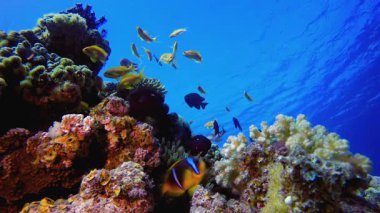 Mercan resifi Deniz Canlısı Palyaço Balığı. Mercan bahçesi deniz manzarası. Mavi su arka planı. Mavi turkuaz deniz suyu dalgaları. Renkli tropikal mercan resifleri.