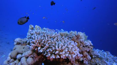 Mercan Kayalıkları Deniz Burnu. Mercan bahçesi deniz manzarası. Mavi su arka planı. Mavi turkuaz deniz suyu dalgaları. Renkli tropikal mercan resifleri.