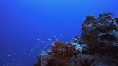 Mercan Kayalıkları Deniz Burnu. Mercan bahçesi deniz manzarası. Mavi su arka planı. Mavi turkuaz deniz suyu dalgaları. Renkli tropikal mercan resifleri.
