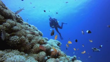 Dalgıç ve Sualtı Tropikal Resifi. Mercan bahçesi deniz manzarası. Mavi su arka planı. Mavi turkuaz deniz suyu dalgaları. Renkli tropikal mercan resifleri.