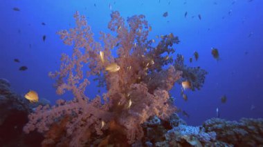 Balık ve Yumuşak Mercanlar. Mercan bahçesi deniz manzarası. Mavi su arka planı. Mavi turkuaz deniz suyu dalgaları. Renkli tropikal mercan resifleri.