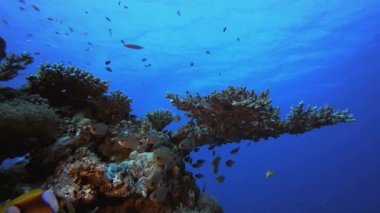 Balık ve Masa Mercanı. Mercan bahçesi deniz manzarası. Mavi su arka planı. Mavi turkuaz deniz suyu dalgaları. Renkli tropikal mercan resifleri.