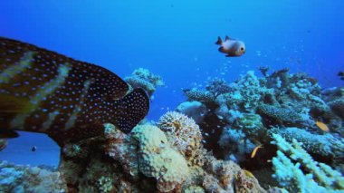 Balık Mavi Deniz Suyu. Mercan bahçesi deniz manzarası. Mavi su arka planı. Mavi turkuaz deniz suyu dalgaları. Renkli tropikal mercan resifleri.