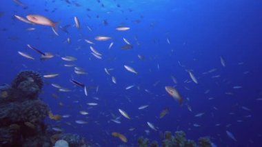 Balık Mercan Kayalıkları. Mercan bahçesi deniz manzarası. Mavi su arka planı. Mavi turkuaz deniz suyu dalgaları. Renkli tropikal mercan resifleri.