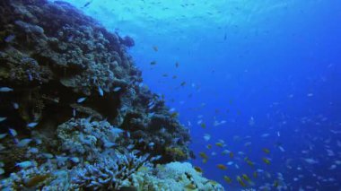 Balık Mercan Kayalıkları. Mercan bahçesi deniz manzarası. Mavi su arka planı. Mavi turkuaz deniz suyu dalgaları. Renkli tropikal mercan resifleri.