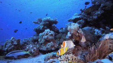 Balık Mercan Kayalıkları. Mercan bahçesi deniz manzarası. Mavi su arka planı. Mavi turkuaz deniz suyu dalgaları. Renkli tropikal mercan resifleri.