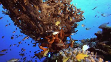 Balık resifi denizaltısı. Mercan bahçesi deniz manzarası. Mavi su arka planı. Mavi turkuaz deniz suyu dalgaları. Renkli tropikal mercan resifleri.