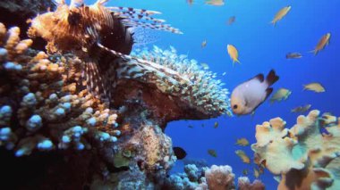Aslan Balığı Mercan Resifi. Mercan bahçesi deniz manzarası. Mavi su arka planı. Mavi turkuaz deniz suyu dalgaları. Renkli tropikal mercan resifleri.