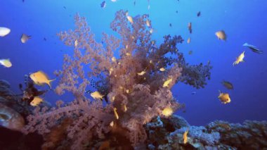 Aslan Balığı Kırmızı Yumuşak Mercanlar. Mercan bahçesi deniz manzarası. Mavi su arka planı. Mavi turkuaz deniz suyu dalgaları. Renkli tropikal mercan resifleri.