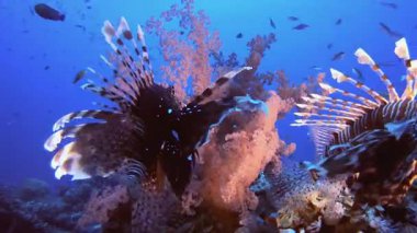 Aslan Balığı Mercan Bahçesi. Mercan bahçesi deniz manzarası. Mavi su arka planı. Mavi turkuaz deniz suyu dalgaları. Renkli tropikal mercan resifleri.