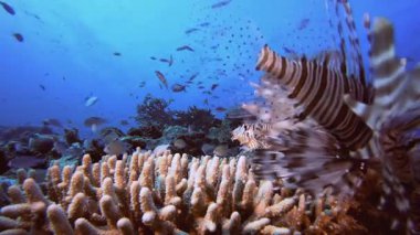 Aslan Balığı Resifi Deniz Sahnesi. Mercan bahçesi deniz manzarası. Mavi su arka planı. Mavi turkuaz deniz suyu dalgaları. Renkli tropikal mercan resifleri.