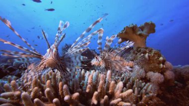 Aslan-balığı Tropikal Balık Mercan Resifi. Mercan bahçesi deniz manzarası. Mavi su arka planı. Mavi turkuaz deniz suyu dalgaları. Renkli tropikal mercan resifleri.