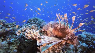 Aslan Balığı Tropik Su altı Resifi. Mercan bahçesi deniz manzarası. Mavi su arka planı. Mavi turkuaz deniz suyu dalgaları. Renkli tropikal mercan resifleri.