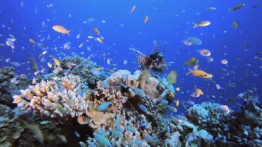 Aslan-Balık Sualtı Ağzı. Mercan bahçesi deniz manzarası. Mavi su arka planı. Mavi turkuaz deniz suyu dalgaları. Renkli tropikal mercan resifleri.