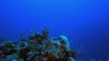 Marine Coral Garden 'da. Mercan bahçesi deniz manzarası. Mavi su arka planı. Mavi turkuaz deniz suyu dalgaları. Renkli tropikal mercan resifleri.