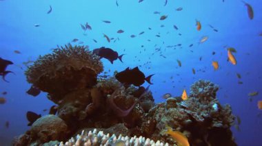 Deniz Mercan Bahçesi Tetik Balığı. Mercan bahçesi deniz manzarası. Mavi su arka planı. Mavi turkuaz deniz suyu dalgaları. Renkli tropikal mercan resifleri.