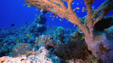 Deniz hayatı mercan bahçesi palyaço balığı. Mercan bahçesi deniz manzarası. Mavi su arka planı. Mavi turkuaz deniz suyu dalgaları. Renkli tropikal mercan resifleri.