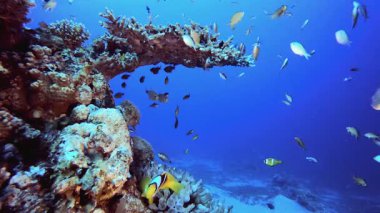 Deniz hayatı tropikal balık bahçesi. Mercan bahçesi deniz manzarası. Mavi su arka planı. Mavi turkuaz deniz suyu dalgaları. Renkli tropikal mercan resifleri.