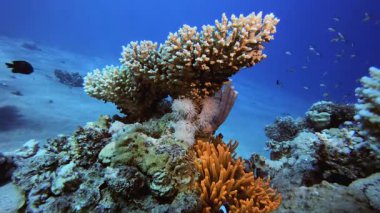 Kırmızı Palyaço Balığı ve Deniz Amonları. Mercan bahçesi deniz manzarası. Mavi su arka planı. Mavi turkuaz deniz suyu dalgaları. Renkli tropikal mercan resifleri.