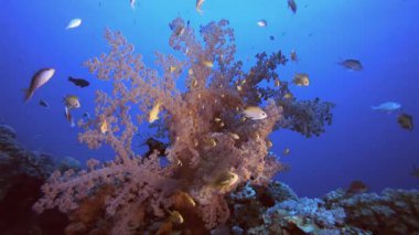 Kırmızı yumuşak mercanlar ve aslan balığı. Mercan bahçesi deniz manzarası. Mavi su arka planı. Mavi turkuaz deniz suyu dalgaları. Renkli tropikal mercan resifleri.