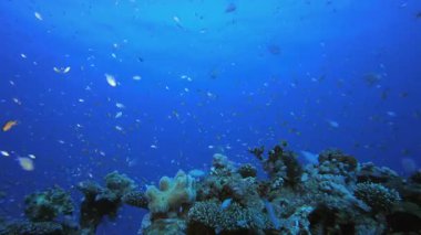 Su altındaki resif mercan bahçesi. Mercan bahçesi deniz manzarası. Mavi su arka planı. Mavi turkuaz deniz suyu dalgaları. Renkli tropikal mercan resifleri.