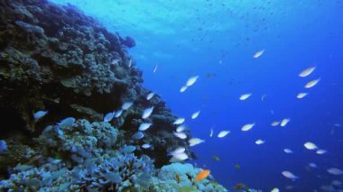 Resif Mercan Bahçesi Sualtı Hayatı. Mercan bahçesi deniz manzarası. Mavi su arka planı. Mavi turkuaz deniz suyu dalgaları. Renkli tropikal mercan resifleri.