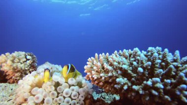 Resif Mercan Tropikal Palyaço Balığı. Mercan bahçesi deniz manzarası. Mavi su arka planı. Mavi turkuaz deniz suyu dalgaları. Renkli tropikal mercan resifleri.