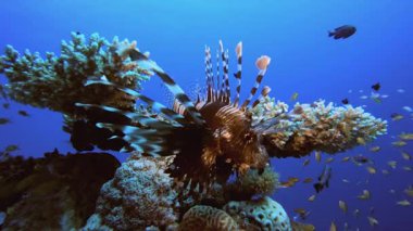 Resif Mercan Tropikal Aslan Balığı. Tropik sualtı balığı. Renkli tropikal mercan resifi. Sahne resifi. Deniz yaşamı deniz dünyası. Su altı balık resifi denizcisi.