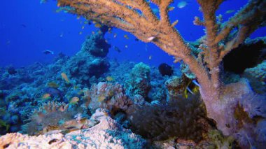 Resif Sahne Mercanları ve Palyaço Balığı. Tropik sualtı balığı. Renkli tropikal mercan resifi. Sahne resifi. Deniz yaşamı deniz dünyası. Su altı balık resifi denizcisi.