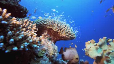 Resif Sahnesi Mercanları ve Balıkları. Tropik sualtı balığı. Renkli tropikal mercan resifi. Sahne resifi. Deniz yaşamı deniz dünyası. Su altı balık resifi denizcisi.