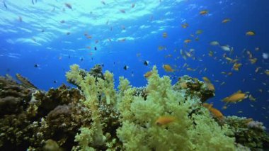 Su altındaki resif mercan bahçesi. Tropik sualtı balığı. Renkli tropikal mercan resifi. Sahne resifi. Deniz yaşamı deniz dünyası. Su altı balık resifi denizcisi.