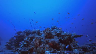 Su altındaki resif mercan bahçesi. Tropik sualtı balığı. Renkli tropikal mercan resifi. Sahne resifi. Deniz yaşamı deniz dünyası. Su altı balık resifi denizcisi.