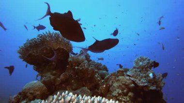 Su altındaki resif mercanları balığı tetikler. Tropik sualtı balığı. Renkli tropikal mercan resifi. Sahne resifi. Deniz yaşamı deniz dünyası. Su altı balık resifi denizcisi.